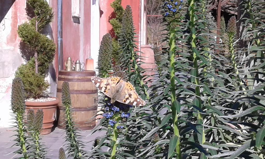Agriturismo Gocce Di Luna Celle Ligure Exterior foto
